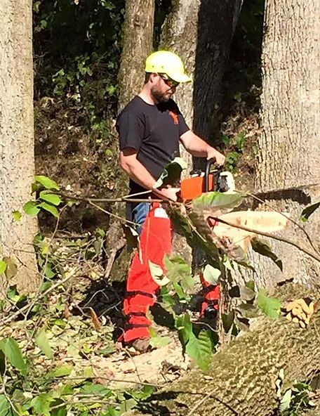 tree removal using a chainsaw