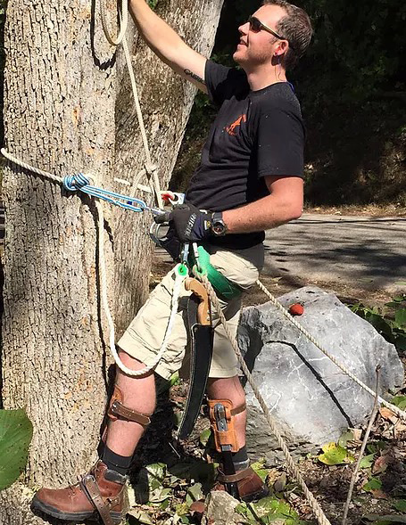 Preparing to climb a tree to do tree trimming